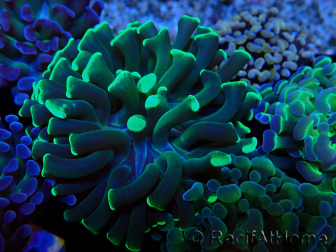 WYSIWYG Euphyllia paraancora (Marikultur unter LED akklimatisiert) 4E6