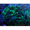 WYSIWYG Euphyllia paraancora (Mariculture acclimaté sous LED) 4E8
