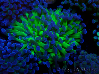 WYSIWYG Euphyllia paraancora(Mariculture acclimaté sous LED) 4E10