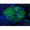 WYSIWYG Euphyllia paraancora(Mariculture acclimaté sous LED) 4E10