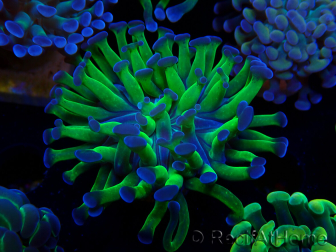 WYSIWYG Euphyllia paraancora (Maricultura aclimatada bajo LED) 4F1