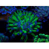 WYSIWYG Euphyllia paraancora (Maricultura aclimatada bajo LED) 4F1