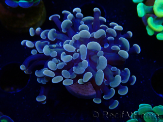 WYSIWYG Euphyllia paraancora (Mariculture acclimaté sous LED) 4F2