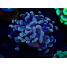 WYSIWYG Euphyllia paraancora (Mariculture acclimaté sous LED) 4F2