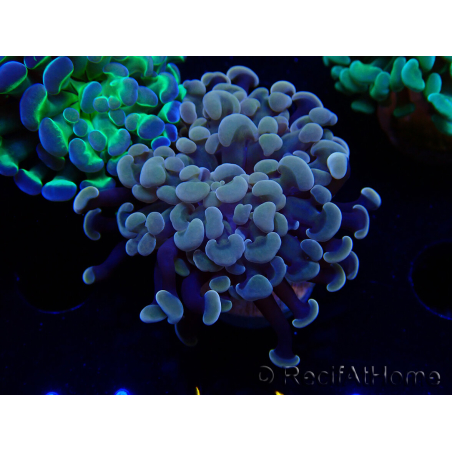 WYSIWYG Euphyllia paraancora (Maricultura aclimatada bajo LED) 4F3