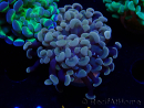 WYSIWYG Euphyllia paraancora (Maricoltura acclimatata sotto LED) 4F3