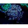 WYSIWYG Euphyllia paraancora (Mariculture acclimaté sous LED) 4F3