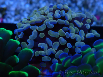 WYSIWYG Euphyllia paraancora (Mariculture acclimaté sous LED) 4F4