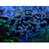 WYSIWYG Euphyllia paraancora (Marikultur unter LED akklimatisiert) 4F4