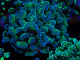 WYSIWYG Euphyllia paraancora (Marikultur akklimatisiert unter LED) 4F5