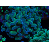 WYSIWYG Euphyllia paraancora (Mariculture acclimaté sous LED) 4F8