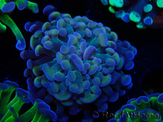 WYSIWYG Euphyllia paraancora (Maricultura aclimatada bajo LED) 4F10