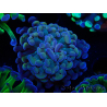 WYSIWYG Euphyllia paraancora (Maricultura aclimatada bajo LED) 4F10