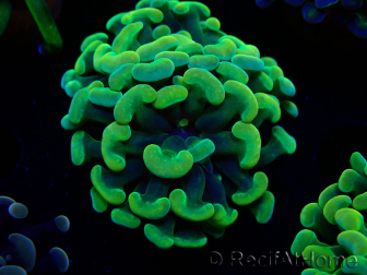 WYSIWYG Euphyllia paraancora (Mariculture acclimated under LED) 4G1