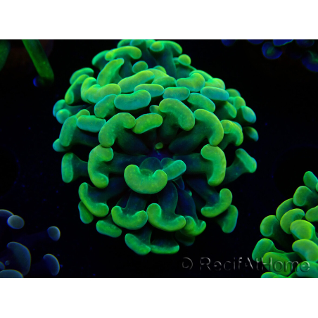 WYSIWYG Euphyllia paraancora (Mariculture acclimated under LED) 4G1