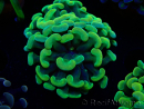 WYSIWYG Euphyllia paraancora (Mariculture acclimated under LED) 4G1