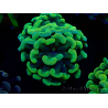 WYSIWYG Euphyllia paraancora (Maricultura aclimatada bajo LED) 4G1