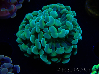 WYSIWYG Euphyllia paraancora (Mariculture acclimaté sous LED) 4G2