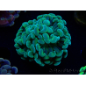 WYSIWYG Euphyllia paraancora (Maricultura aclimatada bajo LED) 4G2