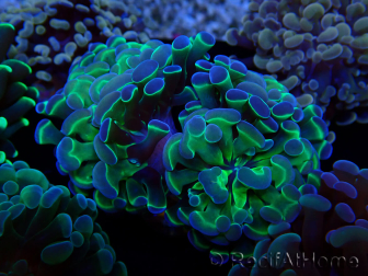 WYSIWYG Euphyllia paraancora (Maricultura acclimatata sotto LED) 4G3