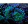 WYSIWYG Euphyllia paraancora (Maricultured acclimated under LED) 4G3