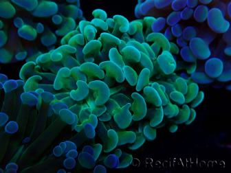 WYSIWYG Euphyllia paraancora (Mariculture acclimaté sous LED) 4G4