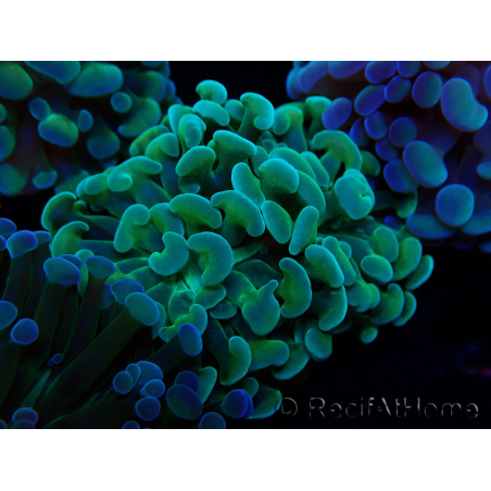 WYSIWYG Euphyllia paraancora (Maricultura aclimatada bajo LED) 4G4