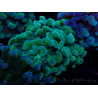 WYSIWYG Euphyllia paraancora (Mariculture acclimaté sous LED) 4G4
