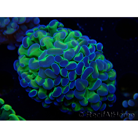 WYSIWYG Euphyllia paraancora (Maricultured acclimated under LED) 4G6