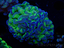WYSIWYG Euphyllia paraancora (Maricoltura acclimatata sotto LED) 4G6
