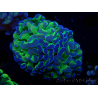 WYSIWYG Euphyllia paraancora (Maricultura aclimatada bajo LED) 4G6