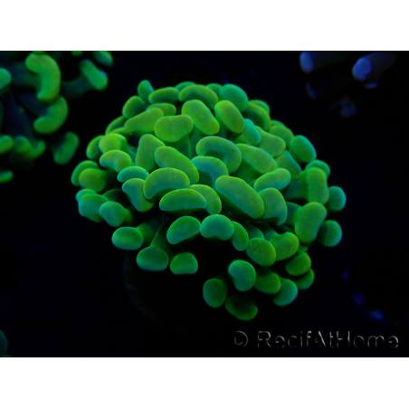 WYSIWYG Euphyllia paraancora (Maricultura aclimatada bajo LED) 4G5