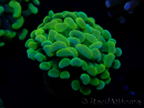 WYSIWYG Euphyllia paraancora (Mariculture acclimaté sous LED) 4G5