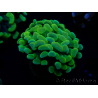 WYSIWYG Euphyllia paraancora (Mariculture acclimaté sous LED) 4G7