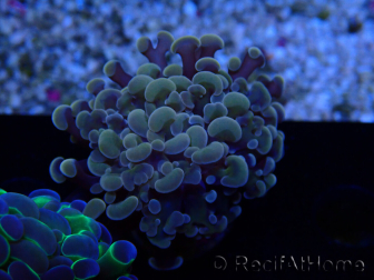 WYSIWYG Euphyllia paraancora (Maricoltura acclimatata sotto LED) 4G5