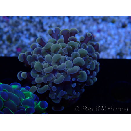 WYSIWYG Euphyllia paraancora (Maricoltura acclimatata sotto LED) 4G5