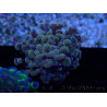 WYSIWYG Euphyllia paraancora (Maricultured acclimated under LED) 4G5