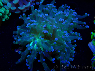 WYSIWYG Euphyllia paradivisa (Maricoltura acclimatata sotto LED)