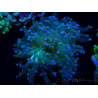 WYSIWYG Euphyllia paradivisa (Mariculture acclimaté sous LED) 4H3