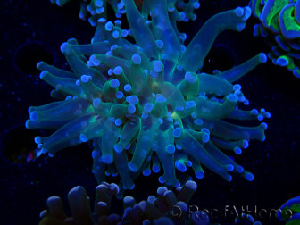 WYSIWYG Euphyllia paradivisa (Maricoltura acclimatata sotto LED)