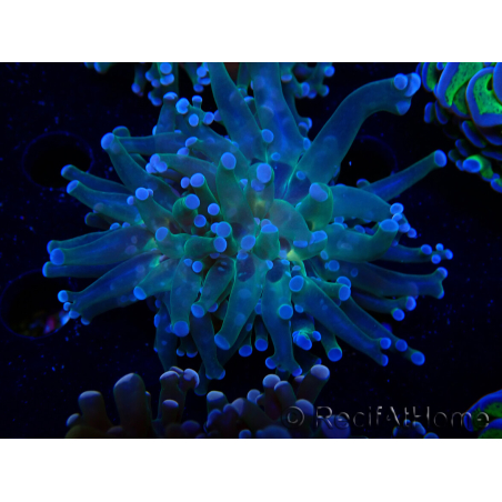 WYSIWYG Euphyllia paradivisa (Mariculture acclimaté sous LED)