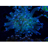 WYSIWYG Euphyllia paradivisa (Mariculture acclimated under LED)