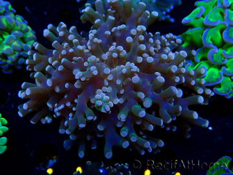 WYSIWYG Euphyllia paradivisa (Maricoltura acclimatata sotto LED)