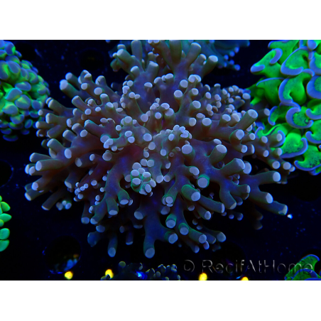 WYSIWYG Euphyllia paradivisa (Mariculture acclimaté sous LED)