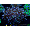 WYSIWYG Euphyllia paradivisa (Unter LED beleuchtete Marikultur-akklimatisiert)