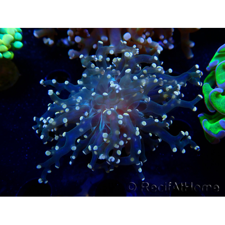 WYSIWYG Euphyllia paradivisa (Maricoltura acclimatata sotto LED)