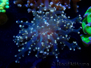 WYSIWYG Euphyllia paradivisa (Maricoltura acclimatata sotto LED)