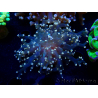 WYSIWYG Euphyllia paradivisa (Mariculture acclimaté sous LED) 4H8