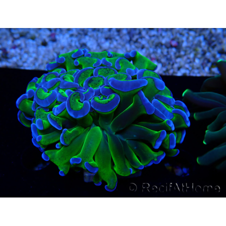 WYSIWYG Euphyllia ancora(Mariculture acclimaté sous LED) 1 (Skeleton 7 cm/Open 9 cm)