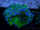 WYSIWYG Euphyllia ancora (Marikultur akklimatisiert unter LED) 1 (Skelett 7 cm/Geöffnet 9 cm)
